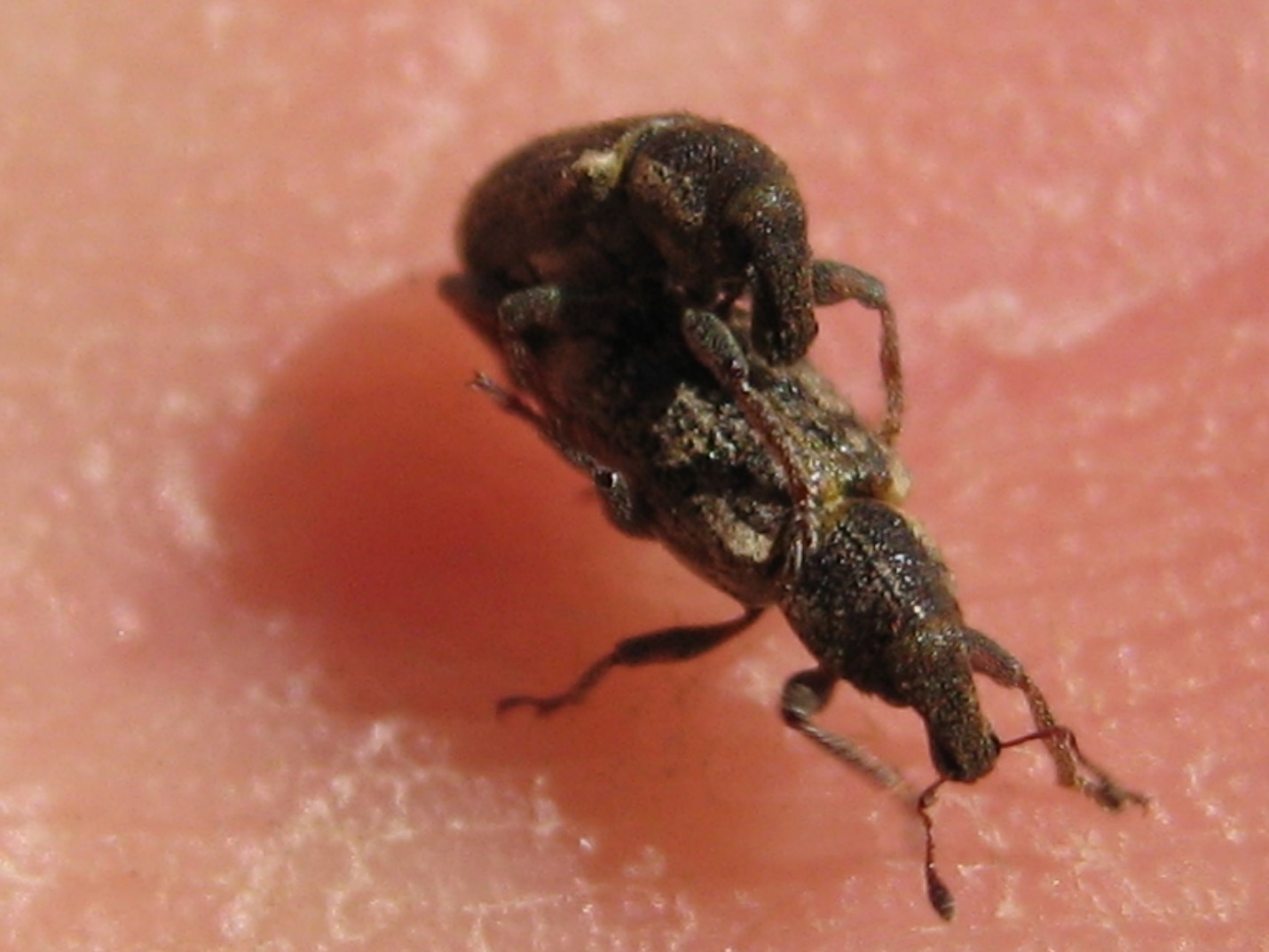 Annual Bluegrass Weevil